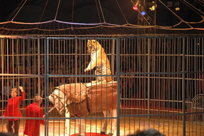 tiger on horse