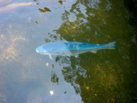 A rare blue trout